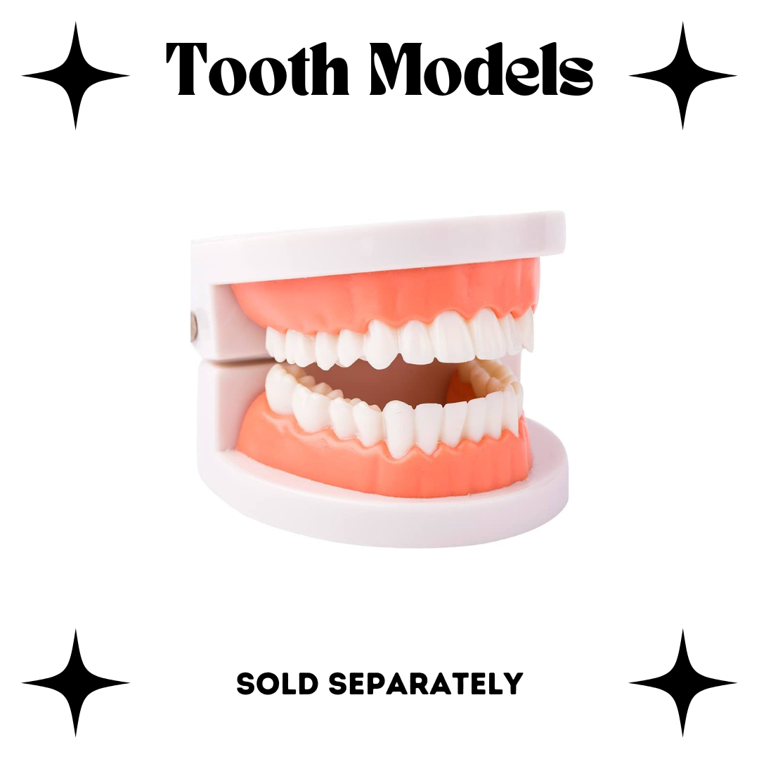 Tooth Model - Practice Mouth