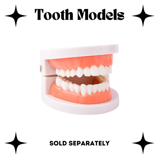 Tooth Model - Practice Mouth